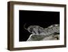 Echis Ocellatus (African Saw-Scaled Viper)-Paul Starosta-Framed Photographic Print