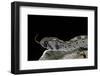 Echis Ocellatus (African Saw-Scaled Viper)-Paul Starosta-Framed Photographic Print