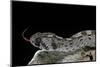 Echis Ocellatus (African Saw-Scaled Viper)-Paul Starosta-Mounted Photographic Print