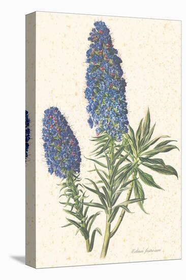 Echium Fastuosum-null-Stretched Canvas