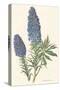 Echium Fastuosum-null-Stretched Canvas