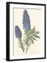 Echium Fastuosum-null-Framed Art Print