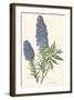 Echium Fastuosum-null-Framed Art Print