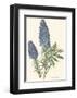 Echium Fastuosum-null-Framed Art Print