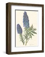 Echium Fastuosum-null-Framed Art Print