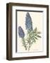 Echium Fastuosum-null-Framed Art Print