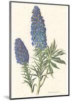 Echium Fastuosum-null-Mounted Art Print