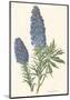 Echium Fastuosum-null-Mounted Art Print