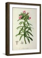 Echium Grandiflorum, from Le Jardin de Malmaison-Pierre-Joseph Redouté-Framed Giclee Print