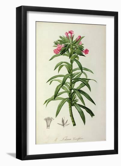 Echium Grandiflorum, from Le Jardin de Malmaison-Pierre-Joseph Redouté-Framed Giclee Print