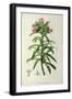 Echium Grandiflorum, from Le Jardin de Malmaison-Pierre-Joseph Redouté-Framed Giclee Print