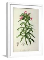 Echium Grandiflorum, from Le Jardin de Malmaison-Pierre-Joseph Redouté-Framed Giclee Print