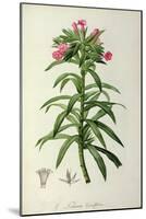 Echium Grandiflorum, from Le Jardin de Malmaison-Pierre-Joseph Redouté-Mounted Giclee Print