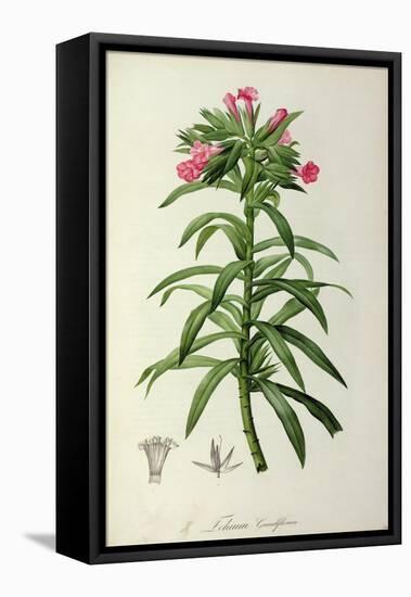 Echium Grandiflorum, from Le Jardin de Malmaison-Pierre-Joseph Redouté-Framed Stretched Canvas