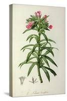 Echium Grandiflorum, from Le Jardin de Malmaison-Pierre-Joseph Redouté-Stretched Canvas