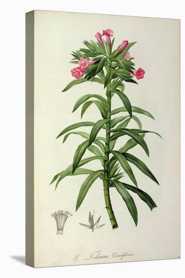 Echium Grandiflorum, from Le Jardin de Malmaison-Pierre-Joseph Redouté-Stretched Canvas