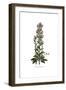 Echium plantagineum, Flora Graeca-Ferdinand Bauer-Framed Giclee Print