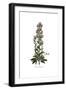 Echium plantagineum, Flora Graeca-Ferdinand Bauer-Framed Giclee Print