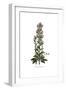 Echium plantagineum, Flora Graeca-Ferdinand Bauer-Framed Giclee Print