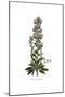 Echium plantagineum, Flora Graeca-Ferdinand Bauer-Mounted Giclee Print