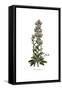 Echium plantagineum, Flora Graeca-Ferdinand Bauer-Framed Stretched Canvas