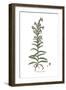 Echium pustulatum, Flora Graeca-Ferdinand Bauer-Framed Giclee Print