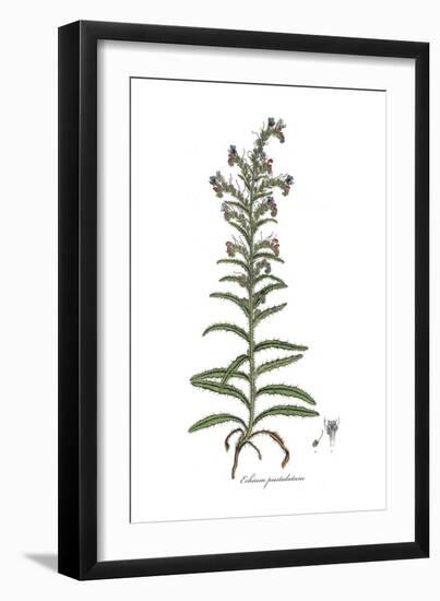 Echium pustulatum, Flora Graeca-Ferdinand Bauer-Framed Giclee Print