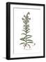 Echium pustulatum, Flora Graeca-Ferdinand Bauer-Framed Giclee Print