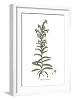 Echium pustulatum, Flora Graeca-Ferdinand Bauer-Framed Giclee Print