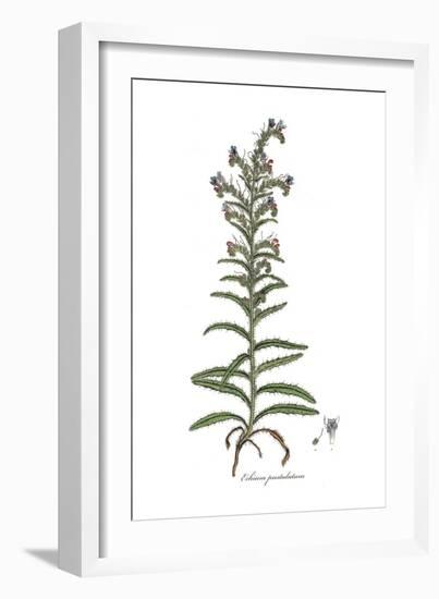 Echium pustulatum, Flora Graeca-Ferdinand Bauer-Framed Giclee Print