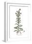 Echium pustulatum, Flora Graeca-Ferdinand Bauer-Framed Giclee Print