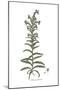 Echium pustulatum, Flora Graeca-Ferdinand Bauer-Mounted Giclee Print