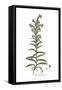 Echium pustulatum, Flora Graeca-Ferdinand Bauer-Framed Stretched Canvas