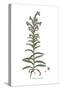 Echium pustulatum, Flora Graeca-Ferdinand Bauer-Stretched Canvas