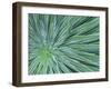 Echium, Wellington Botanical Gardens, North Island, New Zealand-Rob Tilley-Framed Premium Photographic Print