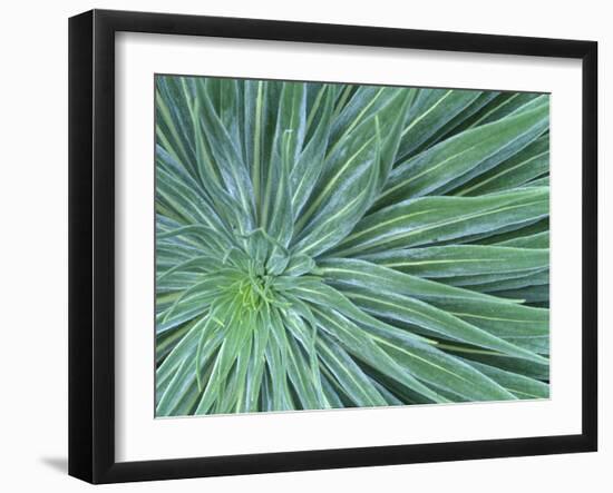 Echium, Wellington Botanical Gardens, North Island, New Zealand-Rob Tilley-Framed Premium Photographic Print