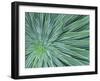 Echium, Wellington Botanical Gardens, North Island, New Zealand-Rob Tilley-Framed Photographic Print