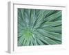 Echium, Wellington Botanical Gardens, North Island, New Zealand-Rob Tilley-Framed Photographic Print