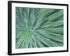 Echium, Wellington Botanical Gardens, North Island, New Zealand-Rob Tilley-Framed Photographic Print