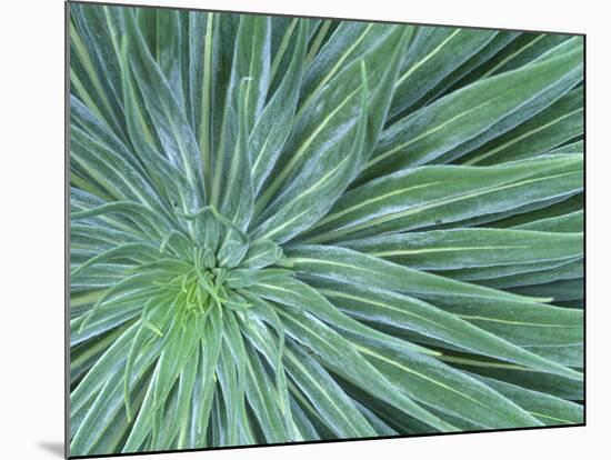 Echium, Wellington Botanical Gardens, North Island, New Zealand-Rob Tilley-Mounted Photographic Print