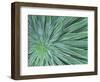 Echium, Wellington Botanical Gardens, North Island, New Zealand-Rob Tilley-Framed Photographic Print