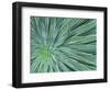 Echium, Wellington Botanical Gardens, North Island, New Zealand-Rob Tilley-Framed Photographic Print