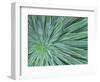 Echium, Wellington Botanical Gardens, North Island, New Zealand-Rob Tilley-Framed Photographic Print