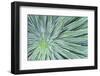 Echium, Wellington Botanical Gardens, Wellington, North Island, NZ-Rob Tilley-Framed Photographic Print