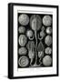 Echnoderms-Ernst Haeckel-Framed Art Print