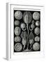 Echnoderms-Ernst Haeckel-Framed Art Print