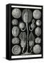 Echnoderms-Ernst Haeckel-Framed Stretched Canvas