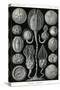 Echnoderms-Ernst Haeckel-Stretched Canvas