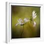 Echo-Mandy Disher-Framed Photographic Print