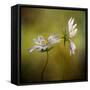 Echo-Mandy Disher-Framed Stretched Canvas